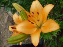 LA hybrid Royal Trinity