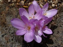 Mrs Craig's Colchicum