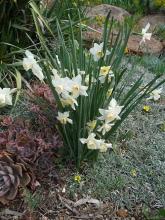 Narcissus'Cherie' 7WP