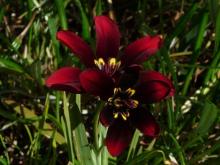 Strepthanthera syn Sparaxis elegans