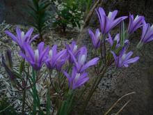 Brodiaea californica